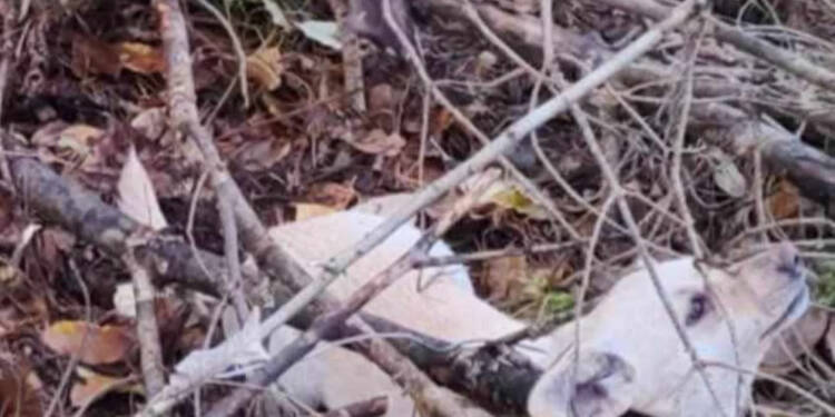 Dramat w lesie. Psy przywiązane stalową linką do drzewa 1 EAttachments9062259a0a52de32e17b198c05f7a9f3657d6e0 xl