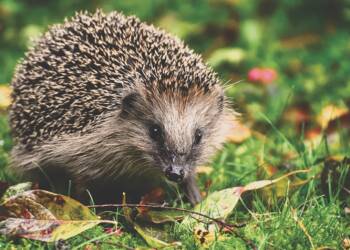 08.11.2025 Mądre dzieci 8 EAttachments9063283dbf85890016883b9ae6c34e340680b44 xl