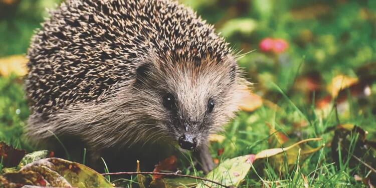 EAttachments9063283dbf85890016883b9ae6c34e340680b44 xl