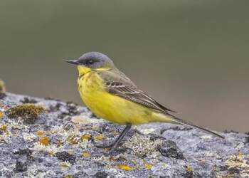 EAttachments9063755522c4cf247b7dece0d852edb34b7598d xl