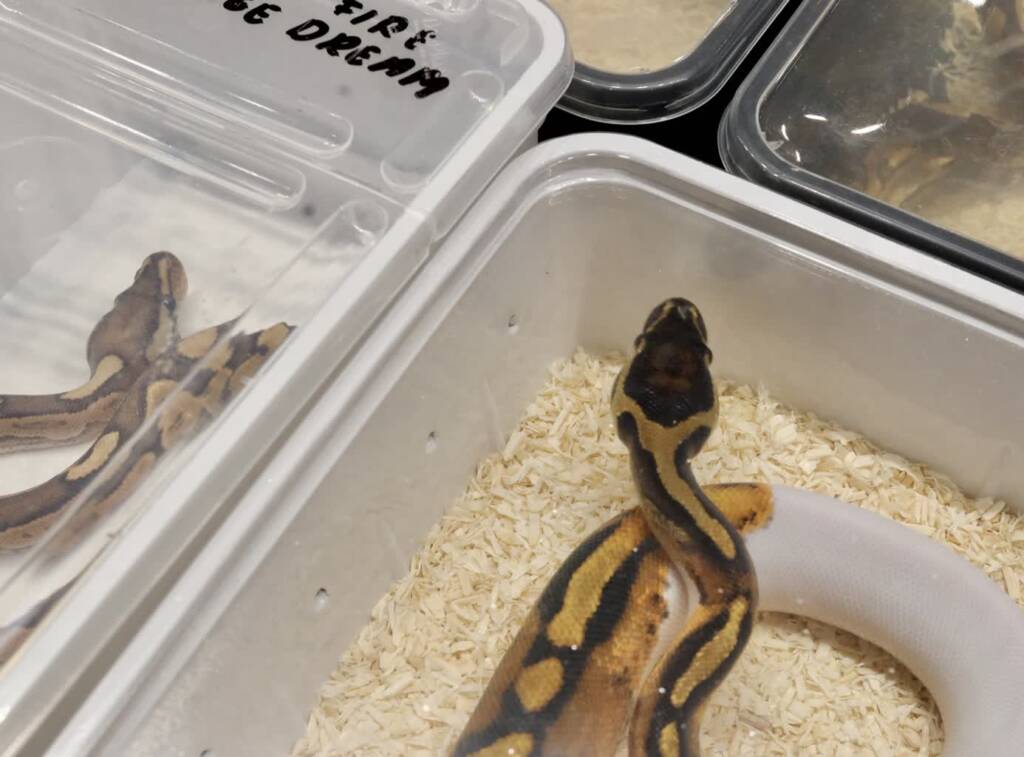 EAttachments906447634a194fc612925686e1c1d4db2ee39ba xl