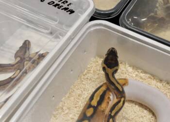 Egzotyczne zwierzęta na targach w Lublinie 7 EAttachments906447634a194fc612925686e1c1d4db2ee39ba xl