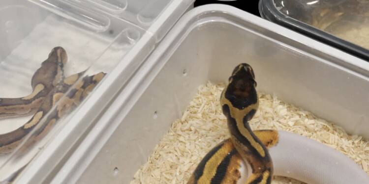 Egzotyczne zwierzęta na targach w Lublinie 1 EAttachments906447634a194fc612925686e1c1d4db2ee39ba xl