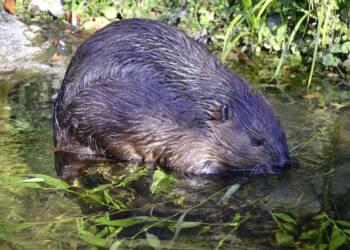 EAttachments906666297ed86994026655ed548e4e49da8f3f7 xl