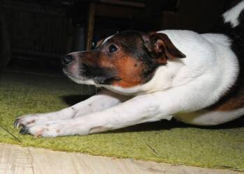 EAttachments90675461a343be0ba43704ca83f3bfd9d9d733c xl