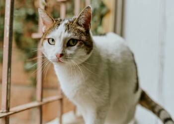 EAttachments9068348c8d9f6be852f03b81fe1df1358cc5181 xl