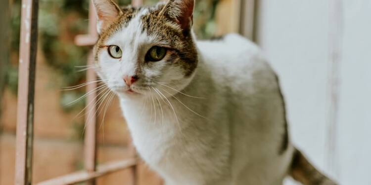 EAttachments9068348c8d9f6be852f03b81fe1df1358cc5181 xl