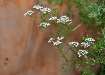 11.11.2025 Żyj zdrowo - kolendra siewna 7 EAttachments90683635f05d2f1f33b82aaad9d016b5382e8e5 xl