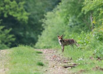 EAttachments9069572c1b1130c53fe0f119f6a226a5e480d02 xl 1024x682 1