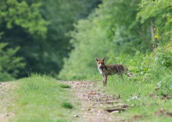 EAttachments9069572c1b1130c53fe0f119f6a226a5e480d02 xl