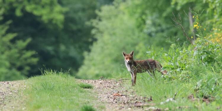 Dachowanie po zderzeniu z lisem na drodze krajowej. Kierowca lekko ranny 1 EAttachments9069572c1b1130c53fe0f119f6a226a5e480d02 xl