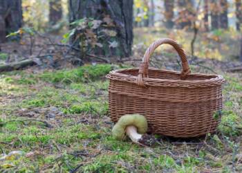 59-latek z wnukami zgubił się w lesie podczas grzybobrania 7 EAttachments90701030bb60c8f1f0eb08bf37ca098e3cfbc40 xl