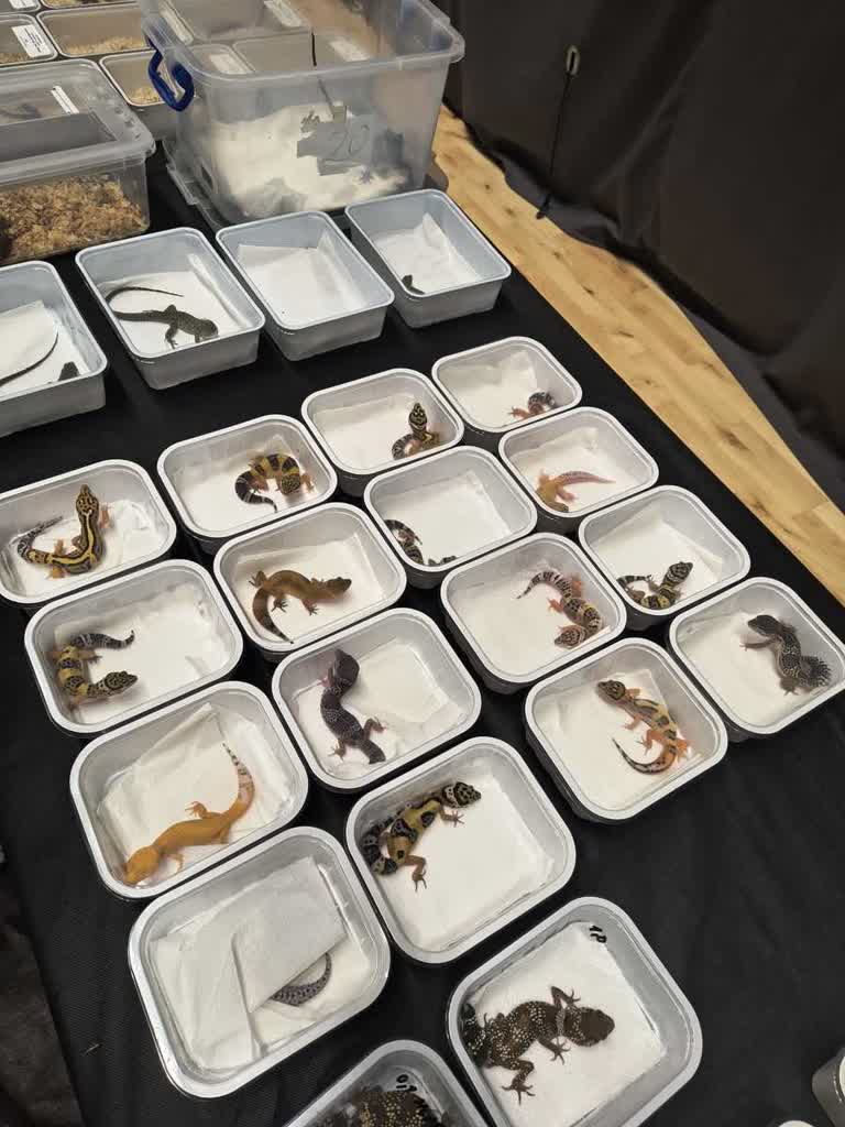 Nielegalny handel egzotycznymi zwierzętami udaremniony