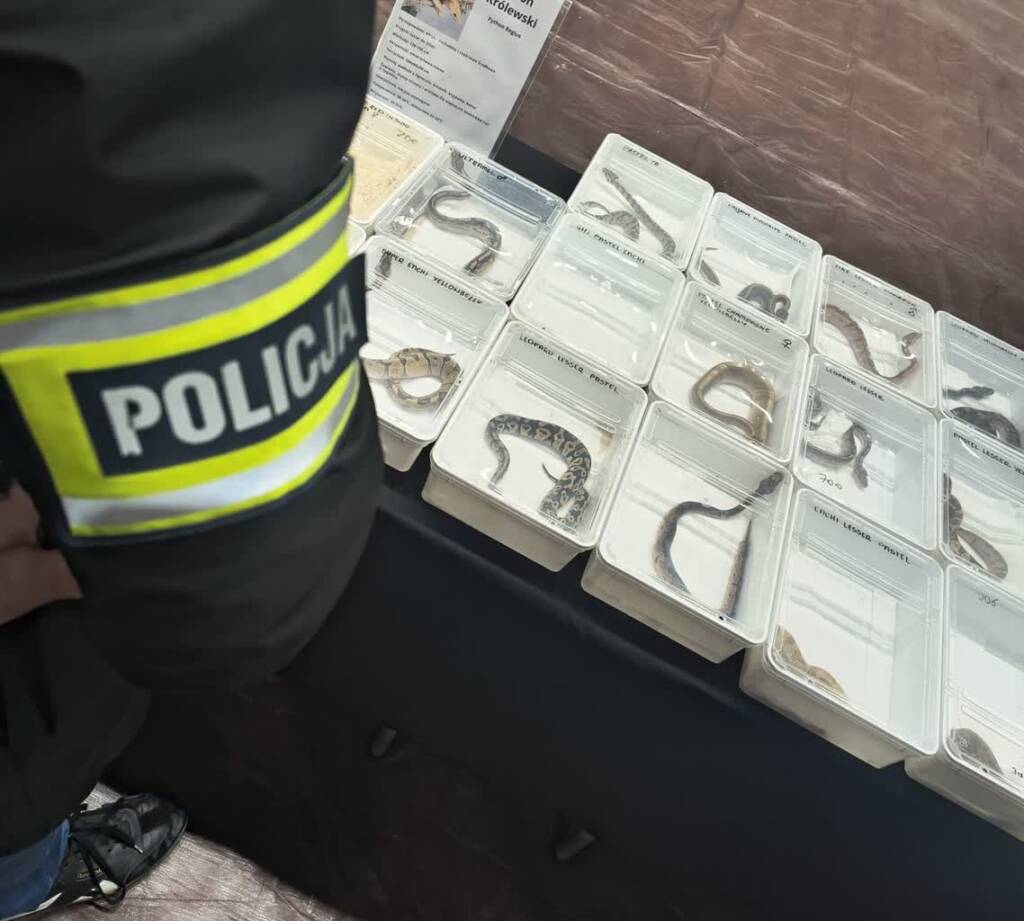 Nielegalny handel egzotycznymi zwierzętami udaremniony 3 EAttachments9070178d3db3300a1e9e8f5ddf43b3aaf874740 xl