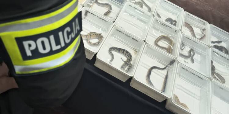 Nielegalny handel egzotycznymi zwierzętami udaremniony 1 EAttachments9070178d3db3300a1e9e8f5ddf43b3aaf874740 xl