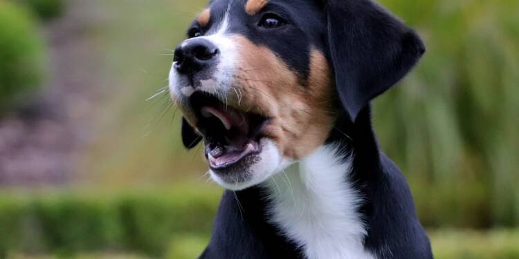 EAttachments907168058a3fde7f770c95e6cc244ff872dbd43 xl