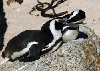 EAttachments9071681b91811b49222c98d9a325636d955ea47 xl