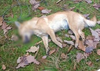 EAttachments9072979ca76127a71261c08ddaf24068418f67d xl 1