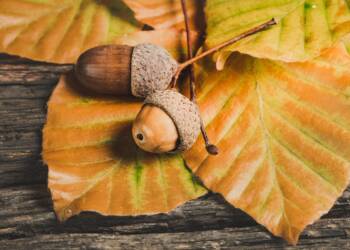 EAttachments907326223a1ae83b2ac874962d9d7d02231c938 xl