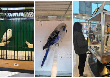 EAttachments9076791d9b6f4554ead74cebd62effb6a671a52 xl