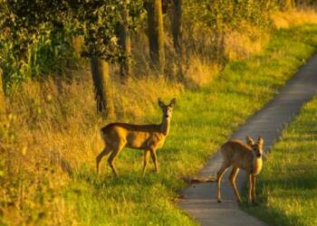 Samochód uderzył w sarnę. Utrudnienia na drodze krajowej 4 EAttachments90770941219e70e962aac03911fdf1d7afe9f1e xl