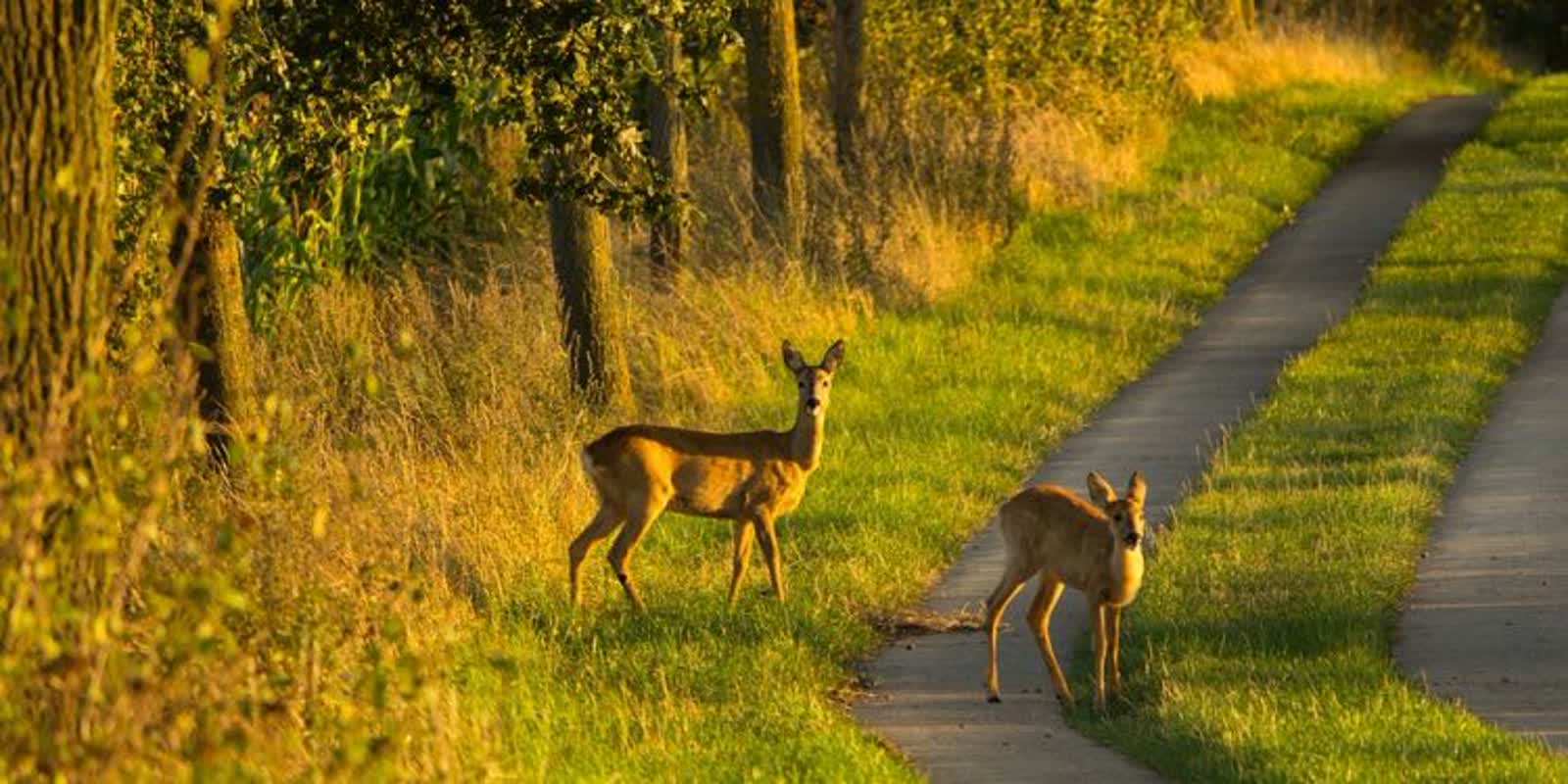 Samochód uderzył w sarnę. Utrudnienia na drodze krajowej