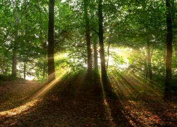 Uczniowie odkrywają leśne tajemnice. Warsztaty w Centrum Kultury 7 EAttachments9079319371c721fa925939837b4b1431589716c xl