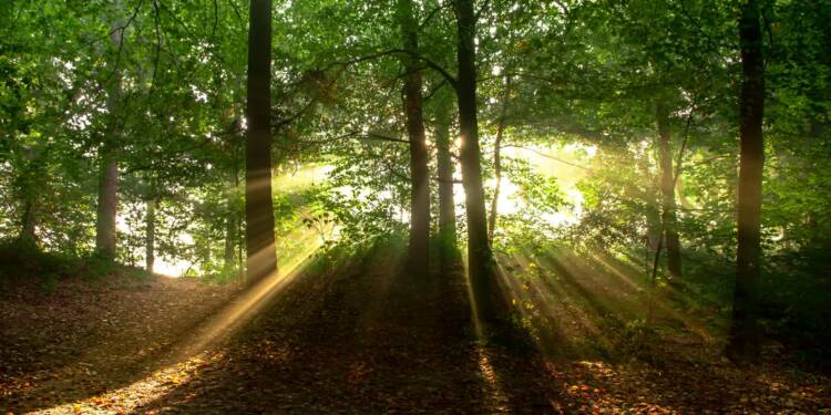 Uczniowie odkrywają leśne tajemnice. Warsztaty w Centrum Kultury 1 EAttachments9079319371c721fa925939837b4b1431589716c xl