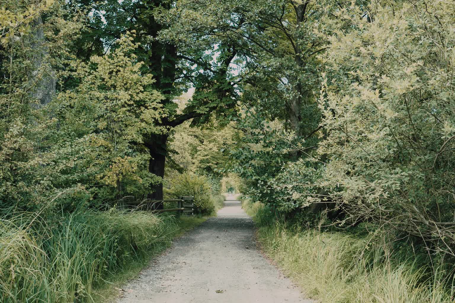 Uczniowie odkrywają leśne tajemnice. Warsztaty w Centrum Kultury 2 pexels-masoodaslami-27251820.jpg