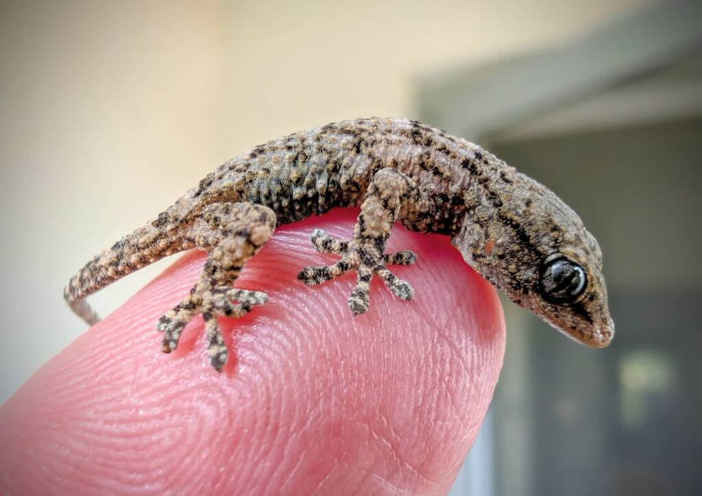 18.11.2025 Monika Niedziałek "Egzotarium" 1 EAttachments9080717994c403fe9a85bafea49bca83de3c877 xl