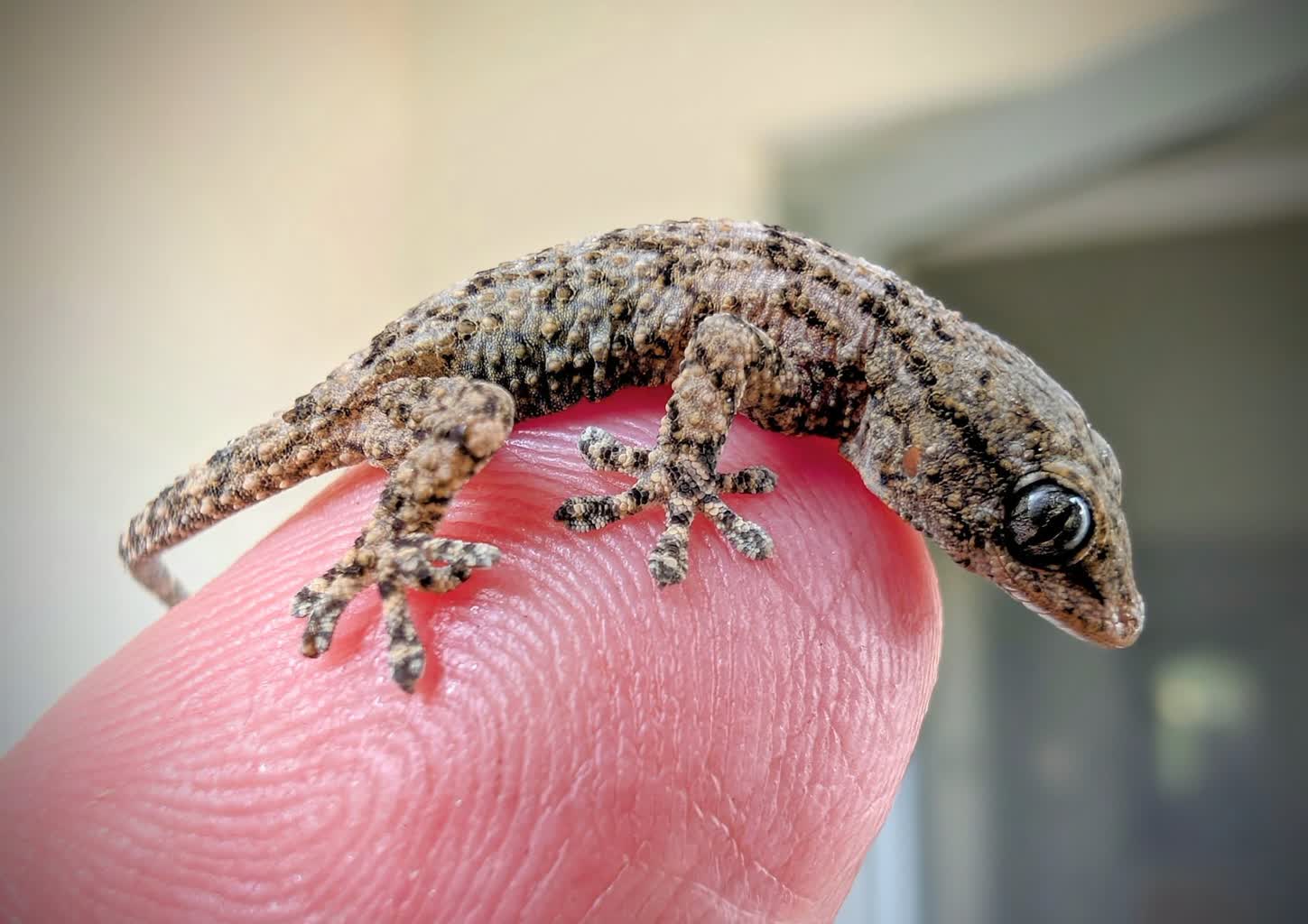 18.11.2025 Monika Niedziałek „Egzotarium”