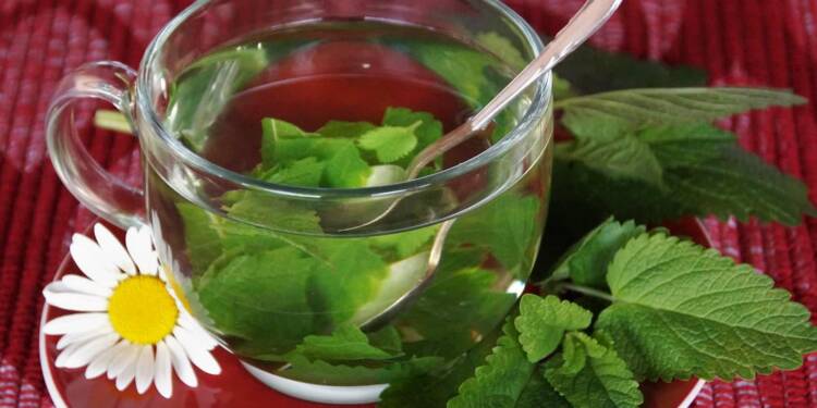 18.11.2025 Żyj zdrowo - melisa lekarska 1 EAttachments908114629e572946ecbd145f4db7ef7f3d83a3a xl