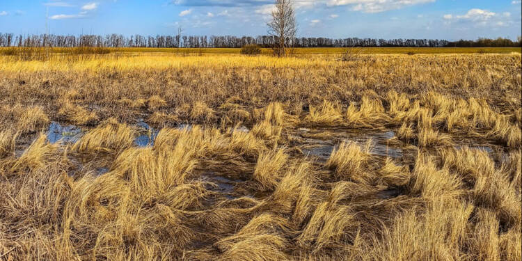"Szczególne wartości". Lubelskie ma kolejny rezerwat przyrody 1 EAttachments9087071ceb1df1632f3652e7a916e77d6a451c0 xl