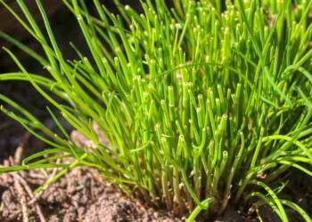 EAttachments9088173390bc2702fba3bce0a6f1aebbca5feac xl