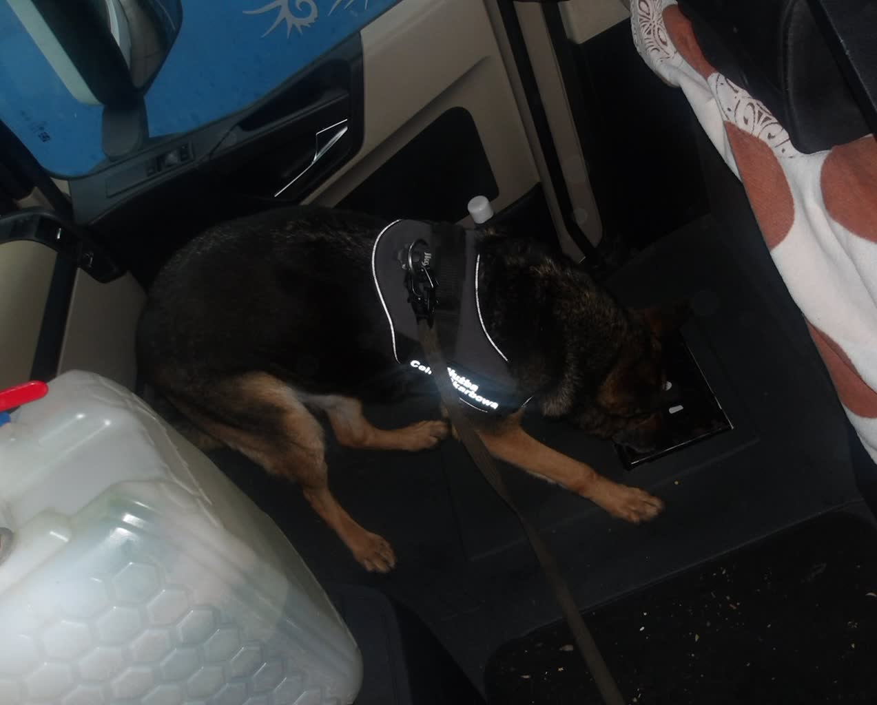 Psy udaremniły przemyt papierosów