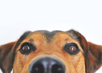 EAttachments909348174aea46770252c70edecbf2ab9c331ea xl