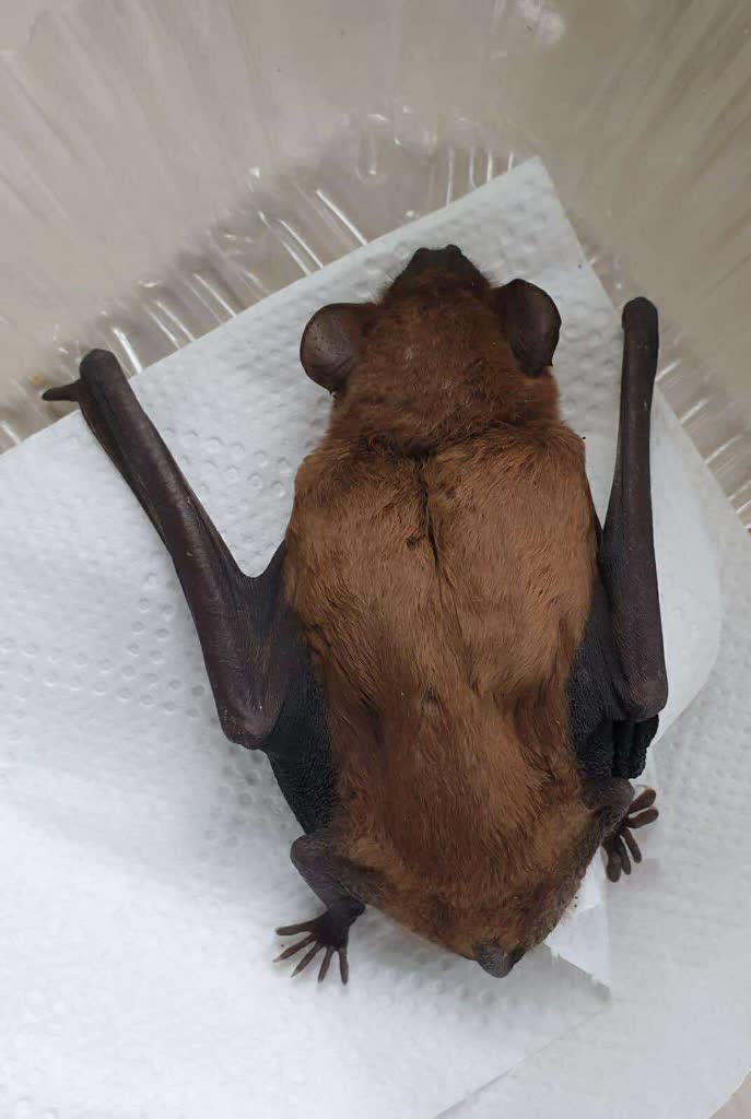 Wybrały blok zamiast migracji. Nietoperze urządziły zimowisko tuż obok mieszkańców [ZDJĘCIA]