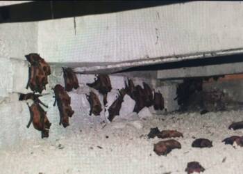 EAttachments9094388d9c0df13575bf7a26d1c5e920c023b5d xl 1024x700 1