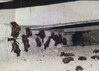 EAttachments9094388d9c0df13575bf7a26d1c5e920c023b5d xl