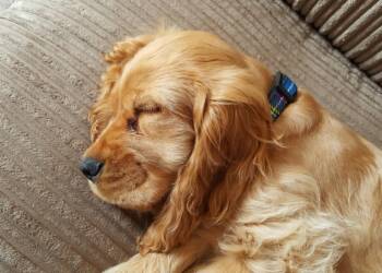 EAttachments909566714012a6266a916381ba2324573cd1e89 xl