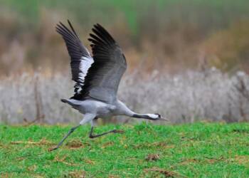 EAttachments909615467a5bd2ae3349d1079b679c466e9cc5b xl 1024x683 1