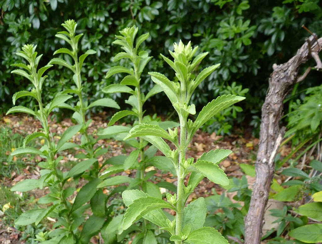 EAttachments909785711cc933faf62aa37b7413f87fcb9198e xl