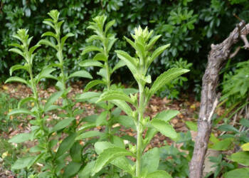 EAttachments909785711cc933faf62aa37b7413f87fcb9198e xl