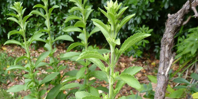 EAttachments909785711cc933faf62aa37b7413f87fcb9198e xl