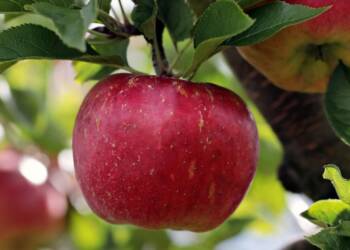 EAttachments909907522b210ec4ed4f184e756ca1d30162e12 xl 1024x614 1