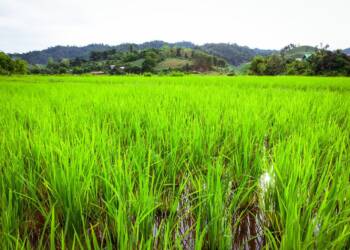 29.11.2025 Ekoradio Lublin - m.in. o badaniach lubelskich naukowców 3 EAttachments9103383285855ce6959e66ddaa11f7529cde0c3 xl