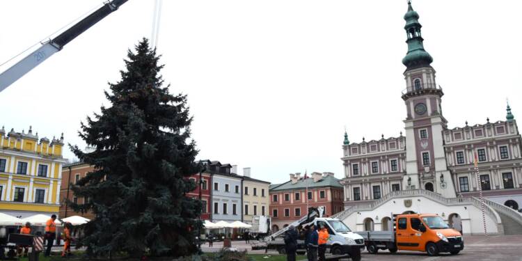 Żywa choinka od mieszkanki na Rynku Wielkim w Zamościu. Uroczyste rozświetlenie 6 grudnia 1 EAttachments91034376f6fe8ee7ead05dbdd992876d2b5a903 xl