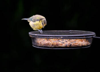 EAttachments9105353800e9ffe77dc0622c41763d28e4702fa xl