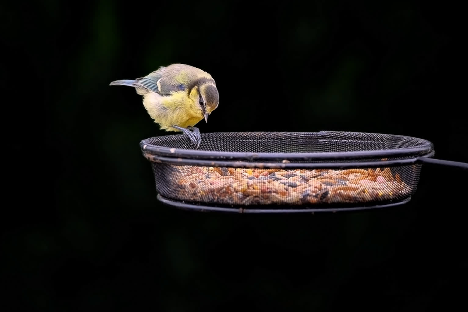 29.11.2025 Trele morele – o dokarmianiu ptaków