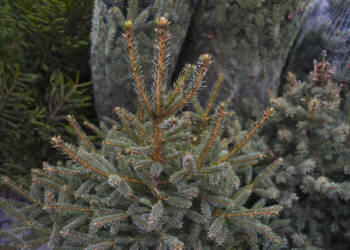 Mały Franio potrzebuje wsparcia. Choinkowa akcja w Lublinie 3 EAttachments45513784a8e4812f93cb72131135d73a72b0780